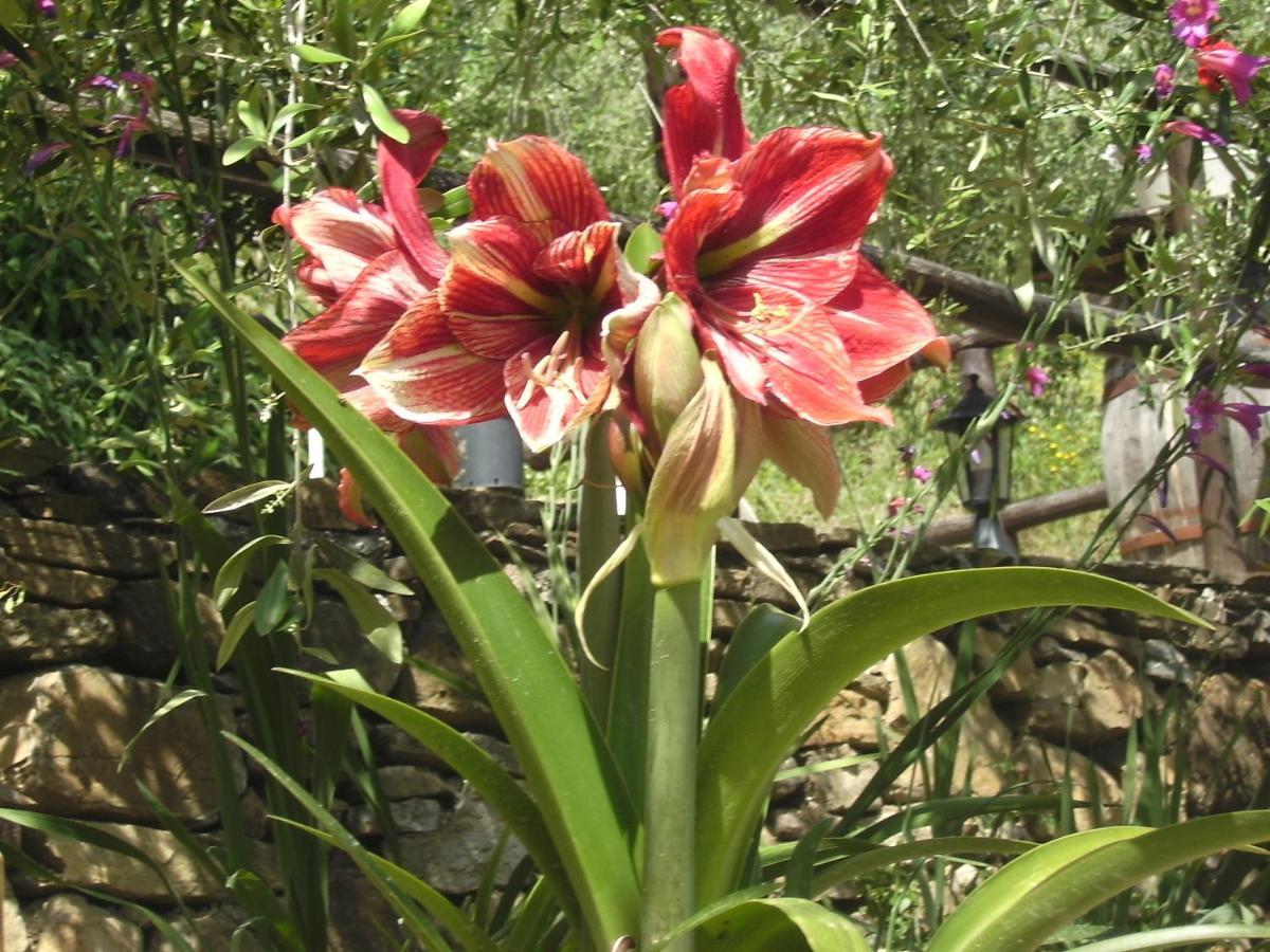Nostro Rifugio Villa Apricale Luaran gambar